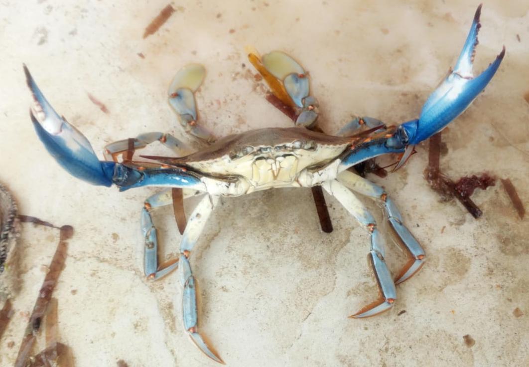 Allarme Granchio Blu. E il Distretto Pesca dice sì al progetto “Bleu Adapt” - www.avvisatore.com